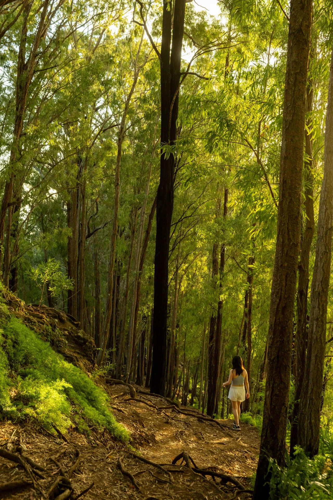 Small figure on a path beneath tall sunlit forest trees.